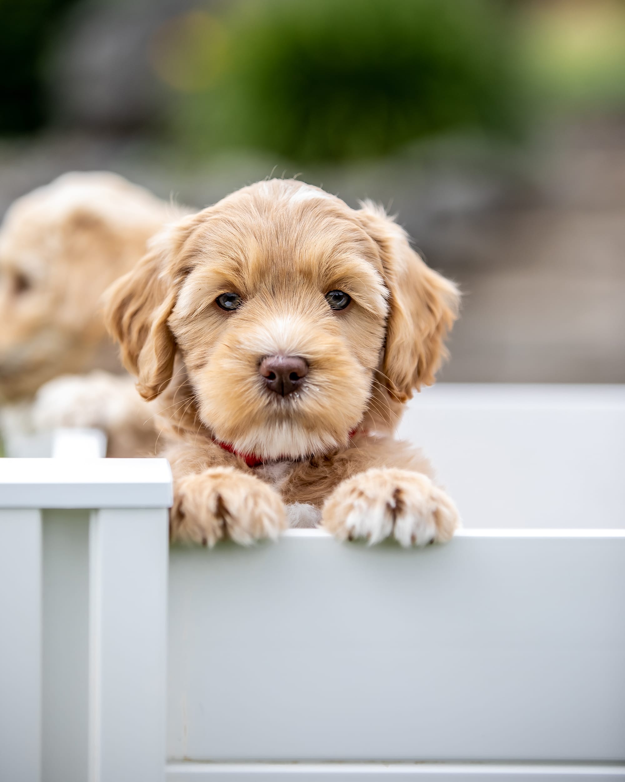 labradoodle puppy