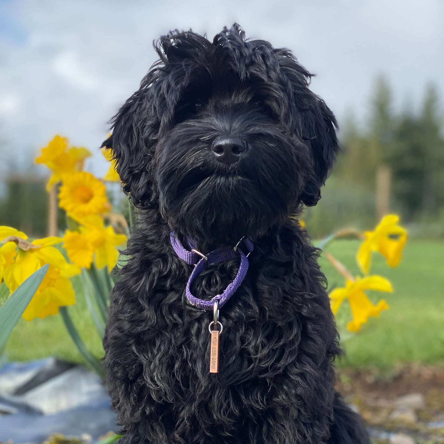 Black Labradoodle Puppy