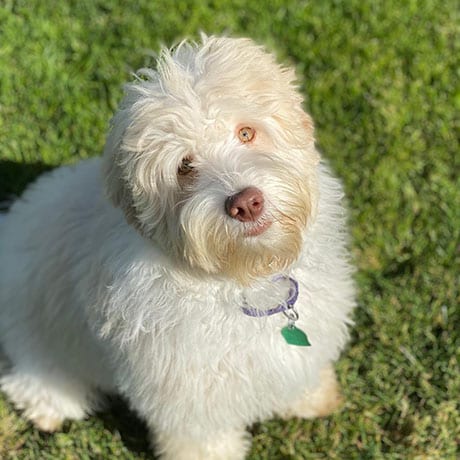 White labradoodle dog