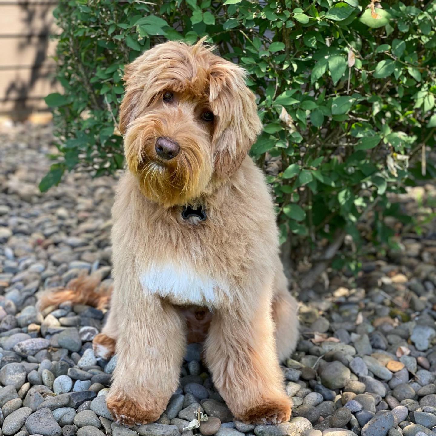 White labradoodle dog