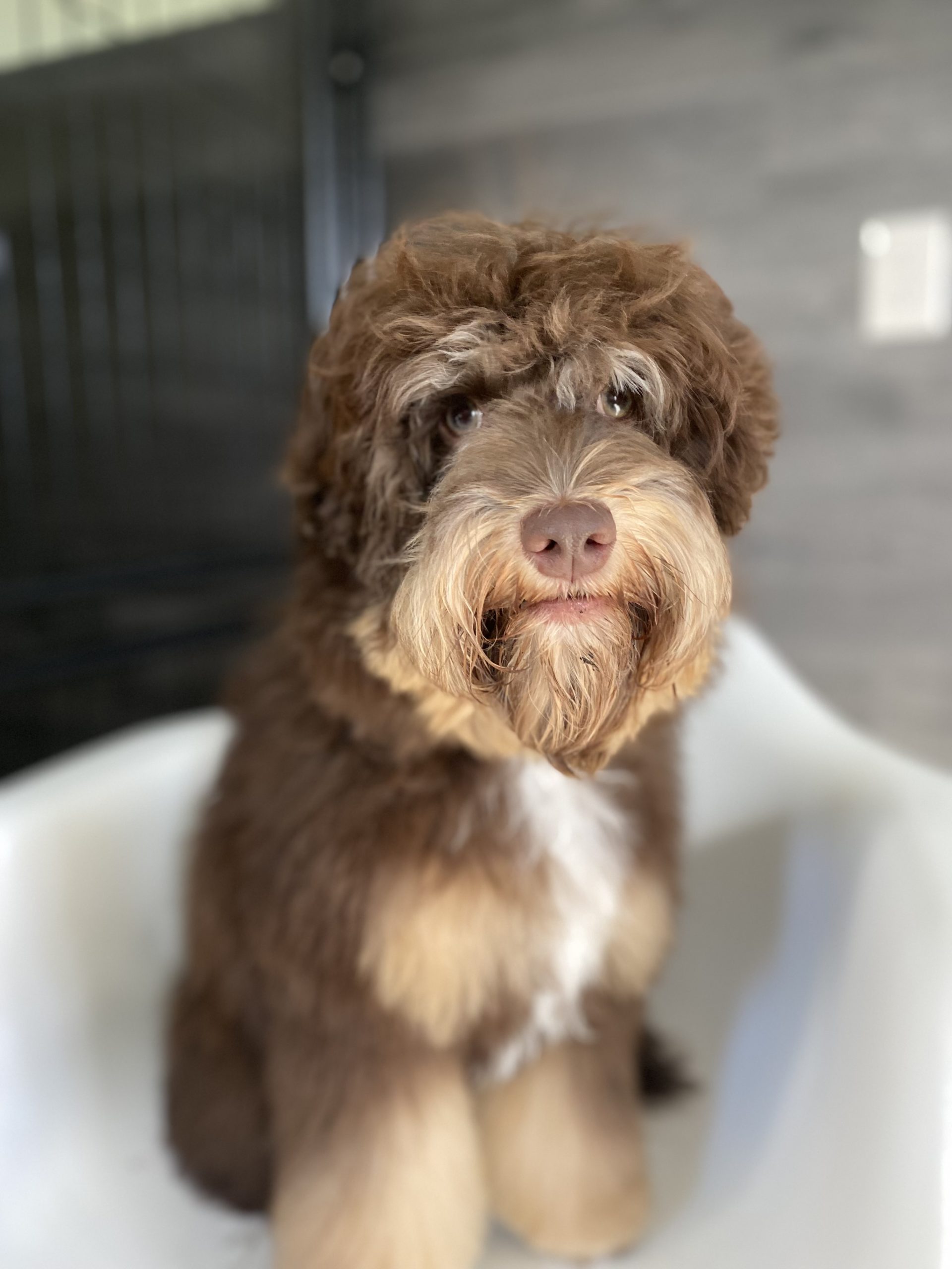 Small Brown and white dog