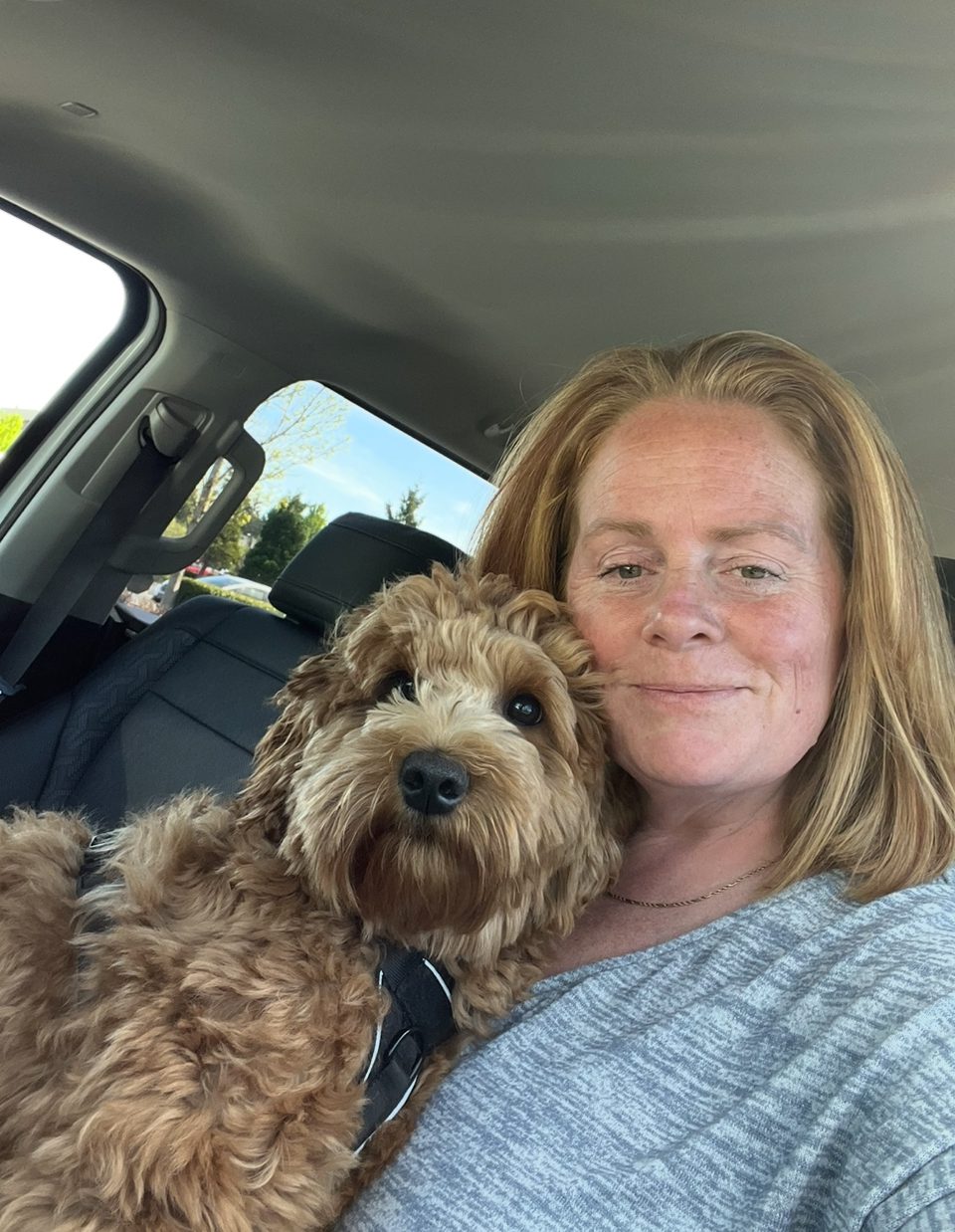 White labradoodle dog