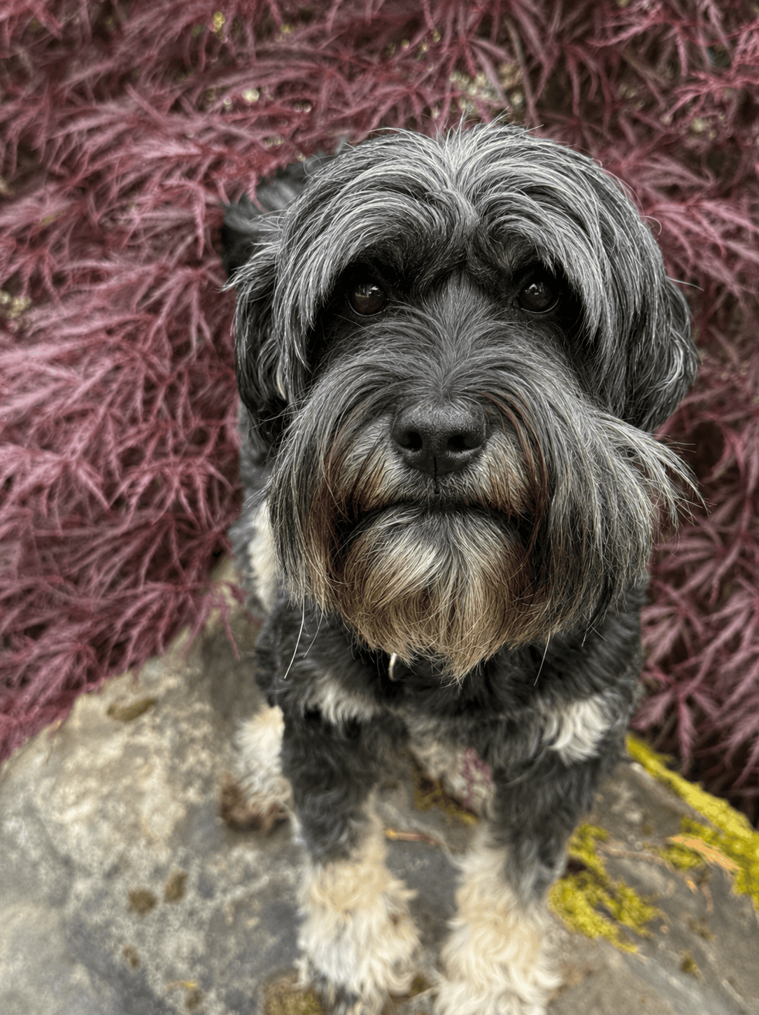 Black Labradoodle Puppy